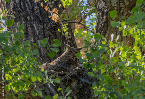 Great Horned Owl on a Nest with Young Owlets