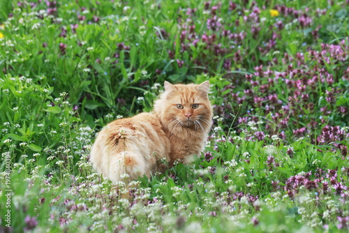 The angry look of the pet