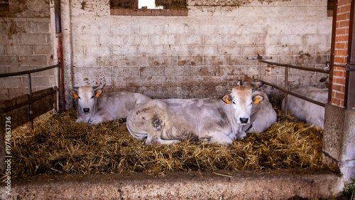 Light-colored beef cattle resting on straw in a rustic barn