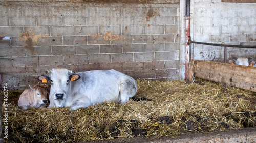 Light-colored beef cattle resting on straw in a rustic barn