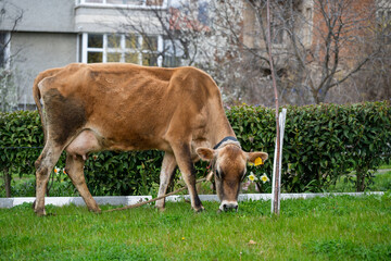 a light brown jersey-style cow grazing on a green lawn in an urban balkan neighborhood;