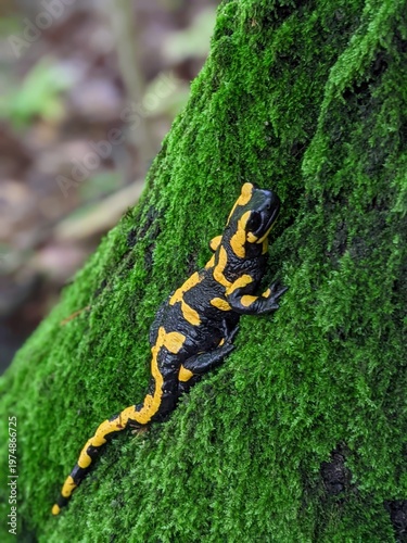 Fire Salamander on a mossy tree trunk, with bokeh