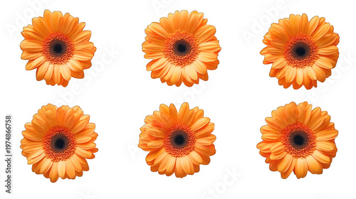 Six vibrant orange flowers on transparent background