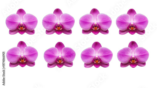Eight pink orchids arranged in two rows on transparent background
