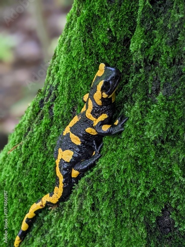 Fire Salamander on a mossy tree trunk, with bokeh