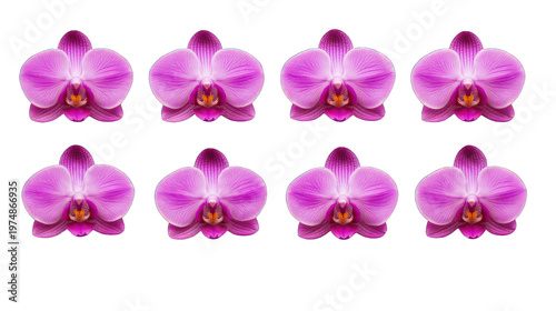 Eight pink orchids arranged in two rows on transparent background