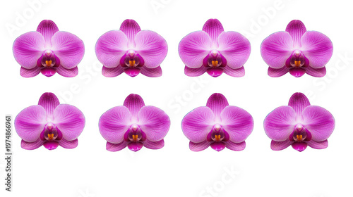 Eight pink orchids arranged in two rows on transparent background