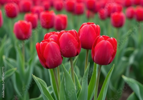 A vibrant cluster of deep crimson red tulips blooming in a vast, sunny spring garden field, showcasing fresh petals and lush green stems, macro, spring, growing