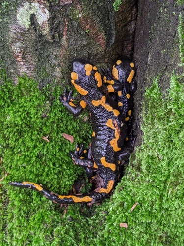 Two Fire Salamanders on a mossy tree trunk, with bokeh in autumn colors.