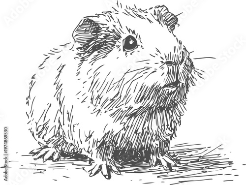 Detailed black and white sketch of a guinea pig with textured fur and expressive eyes