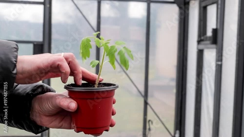 Holding Young Tomato Seedling in Pot Inside Greenhouse