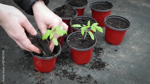 Young Tomato Plants Being Transferred Into Containers During Early Growing Stage