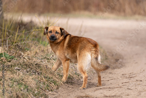 Foto small brown mixed-breed dog standing on a rural dirt path, looking back toward the camera