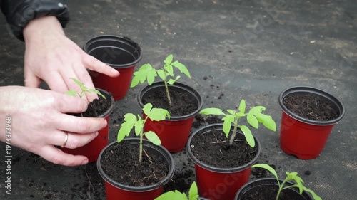 Gardener Transplanting Tomato Seedlings Into Pots for Better Root Development