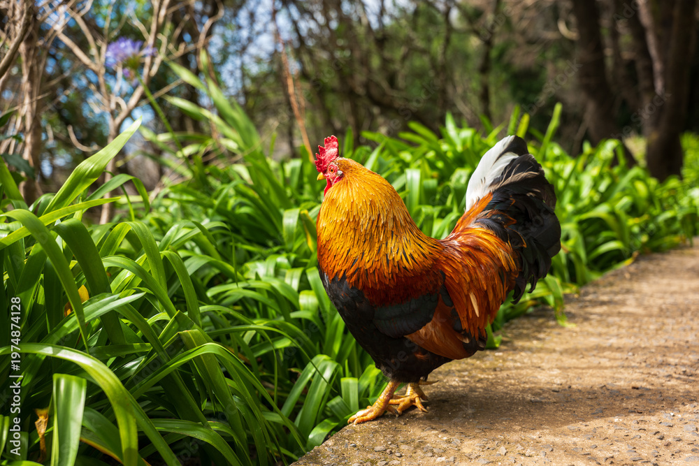 Fototapeta premium Rooster struts on sunlit garden path in Madeira, Portugal
