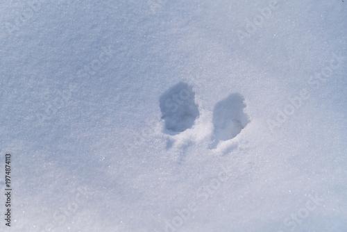 Animal tracks in the snow.