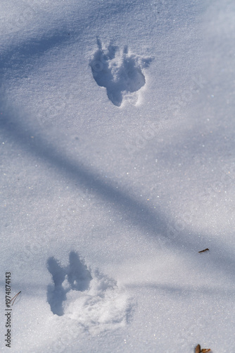 Traces of a large animal in the snow.