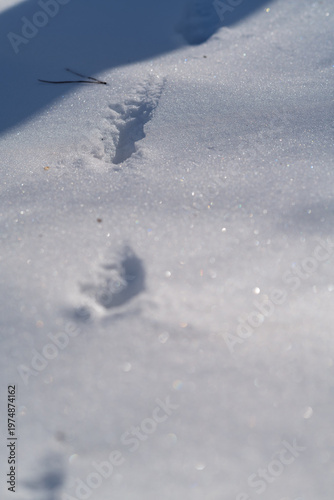 Traces of a small animal in the snow.