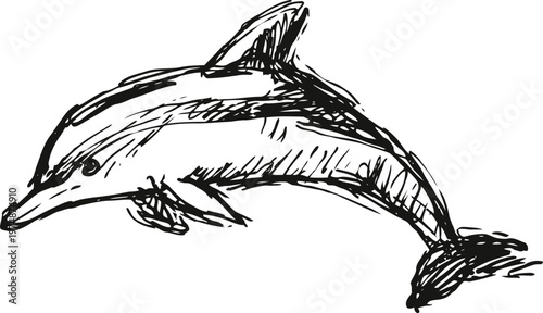 Hand drawn dolphin illustration in black ink with dynamic jumping pose and detailed sketch