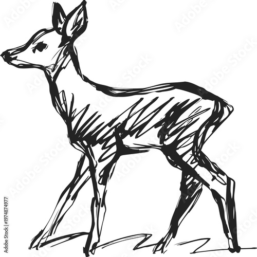 black ink sketch of a young deer standing, animal wildlife drawing illustration