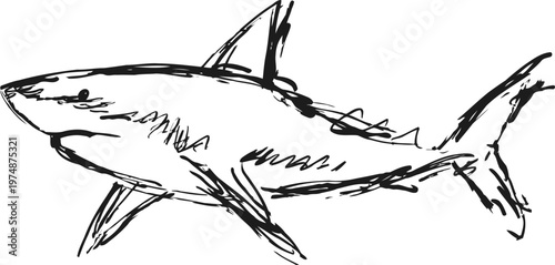 hand drawn shark sketch ocean predator silhouette, marine life illustration, sea animal with fin and tail