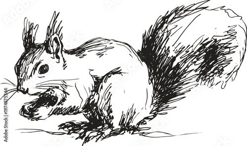squirrel eating nut hand drawn forest animal sketch with bushy tail, woodland creature in natural pose