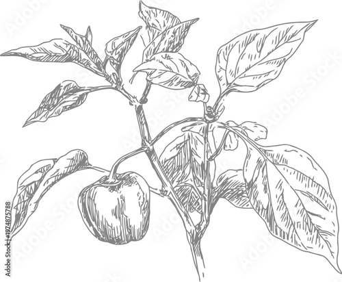 Hand drawn illustration of a pepper plant with leaves and single bell pepper fruit