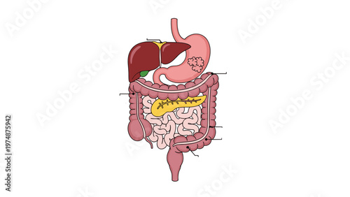 Detailed medical illustration shows the various organs of the human digestive system including the stomach and liver.