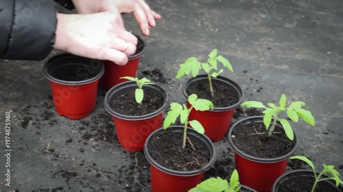 Repotting Tomato Seedlings Into Individual Containers in Home Gardening Setup