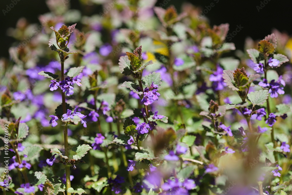 Fototapeta premium Purple dead nettle (Lamium purpureum)