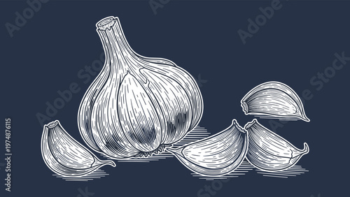 Traditional engraving style illustration of a whole garlic bulb and several cloves on a dark blue background for cooking.