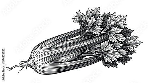 Realistic detailed engraving of fresh celery stalks with leafy tops isolated on a white background for food themes.