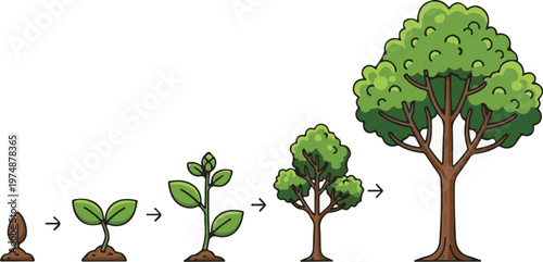 The growth stages of a tree from seed to maturity