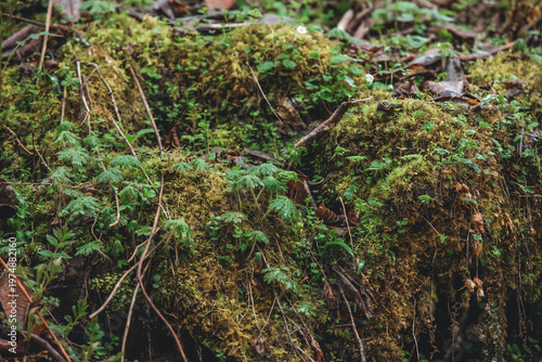 moss on the ground