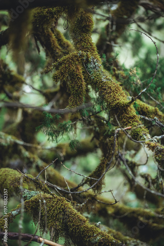tree in the forest