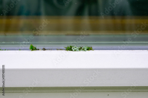 Exterior House Maintenance. Weathered Window Frame with Green Moss Growth