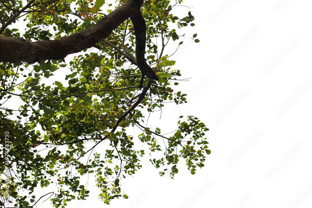 Fototapeta premium tree branch isolated on white background