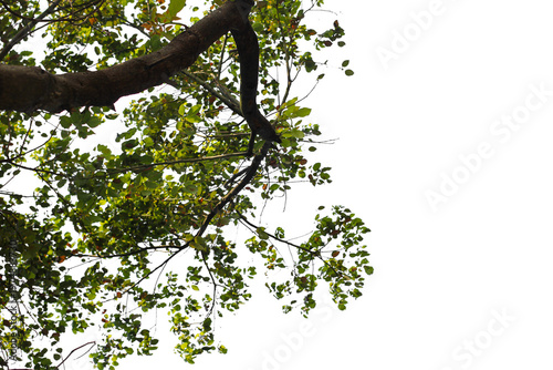 tree branch isolated on white background