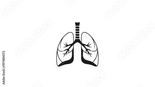 Human lungs anatomy illustration.