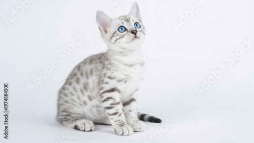 Adorabile gattino snow bengal seduto che guarda in alto