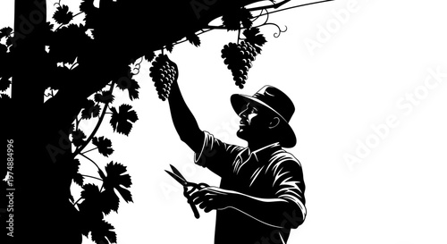 Man Picking Grapes from Vine.