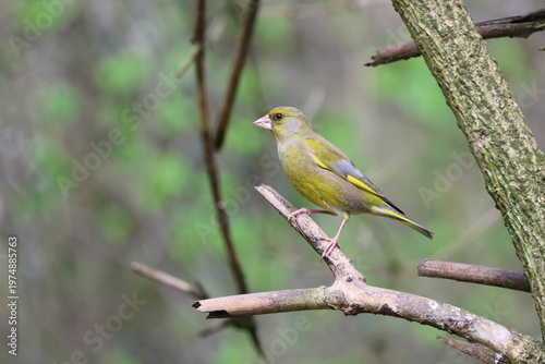 the beautiful male greenfinch (Carduelis chloris)