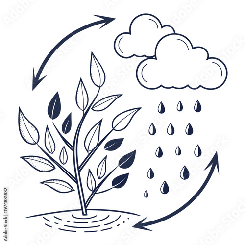 This illustration depicts the water cycle with a plant showing evaporation condensation precipitation and absorption high quality professional detailed modern elegant stylish