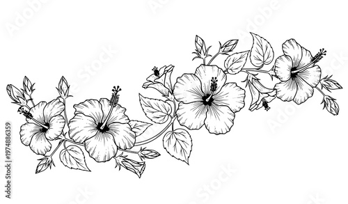 Hand drawn hibiscus flowers composition tropical botanical outline vector illustration