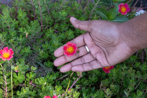 Foto Hand touching a small blooming Moss Rose flower amidst lush green foliage in a rooftop garden