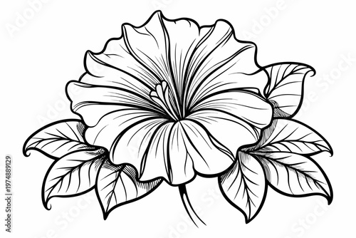coloring page line art the petunia flower black veector