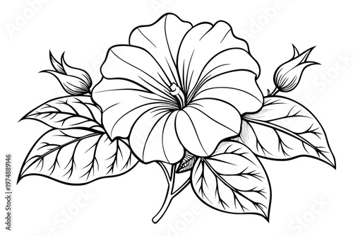 coloring page line art the petunia flower black veector