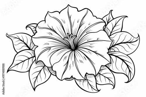 coloring page line art the petunia flower black veector