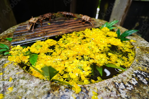 Traditional Japanese Stone Water Basin (Hanachozu) Decorated with Beautiful Yellow Flowers - 日本 神社仏閣の美しい花手水 黄色い花が飾られた石の手水鉢 蹲踞