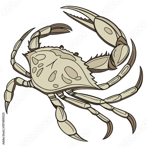 A detailed illustration showcases a brown crab with prominent claws and legs viewed from directly above on a white background high quality